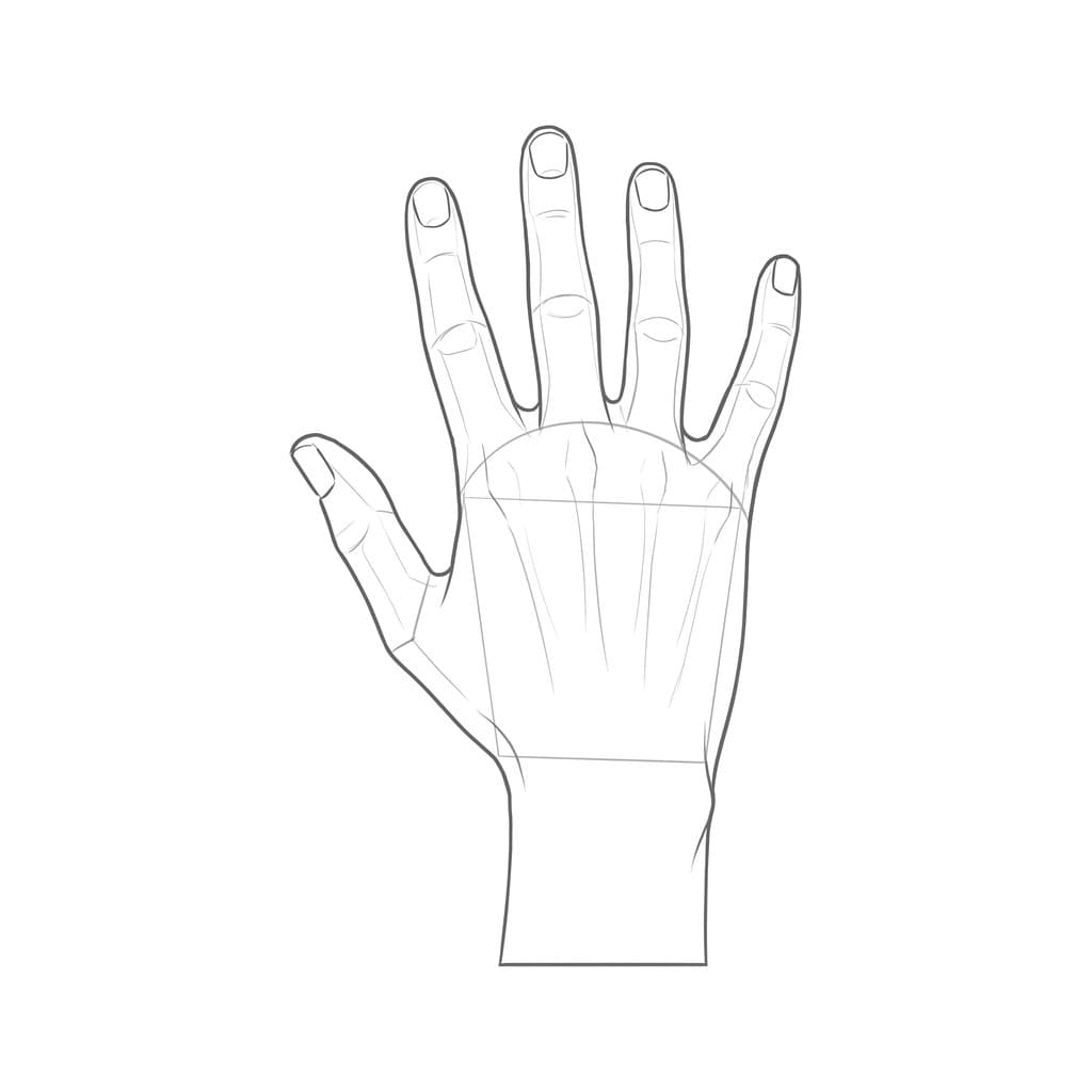 Line drawing of the back of an open hand, with the knuckle arc and the tendons running to it