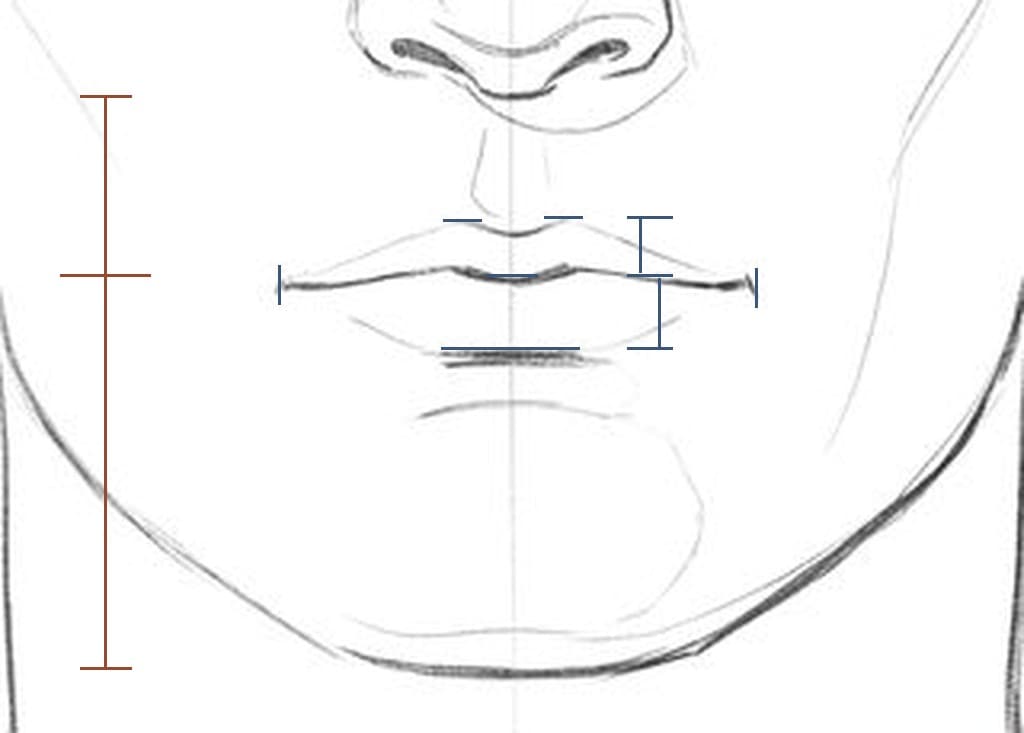 The lower face of a bald head from the front with measured marks: a rail from the base of the nose to the chin with a tick at the mouth line, ticks at the top of the upper lip, the mouth line and the shadow under the lower lip