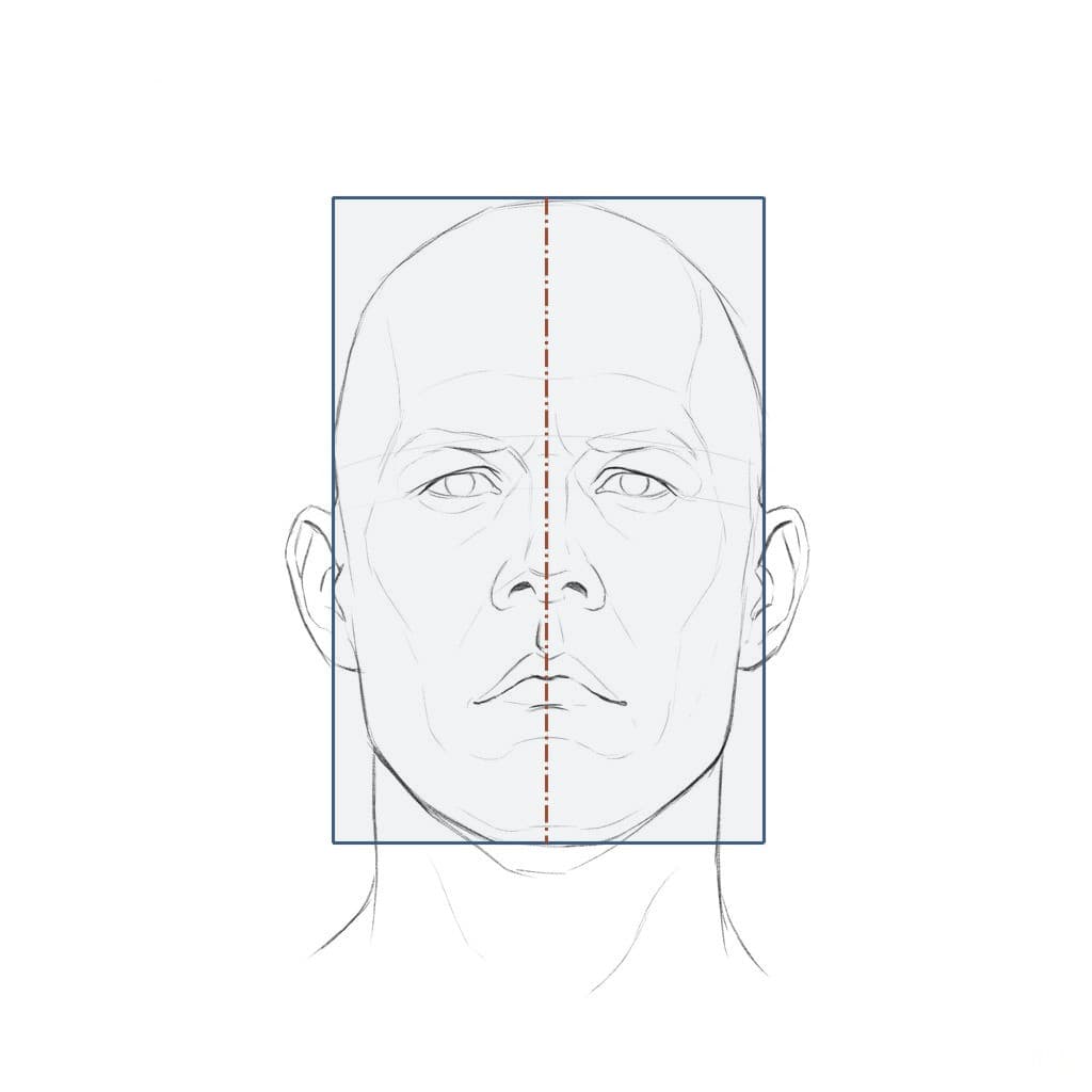 The same bald head from the front inside a tall box outline from the top of the skull to the chin, the ears standing out past its sides and a center line down the face