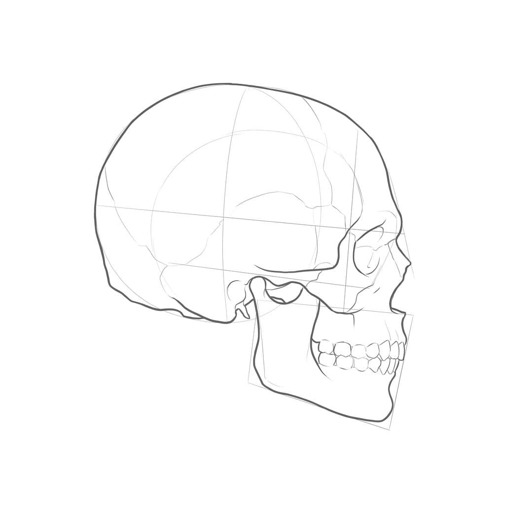 Line drawing of a skull in profile, with the cranium as a ball and the jaw inside a tilted box