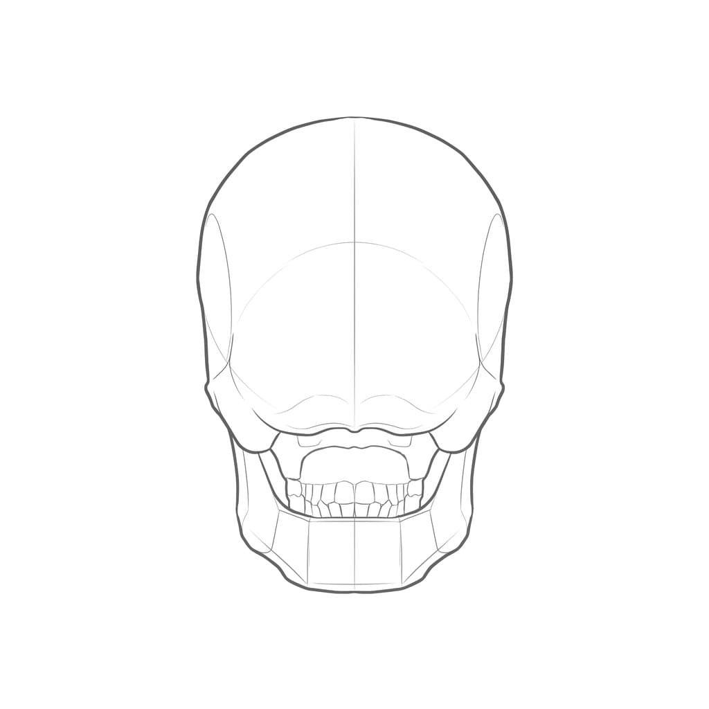 Line drawing of a skull from the back, a round dome with the jaw corners and teeth showing beneath it