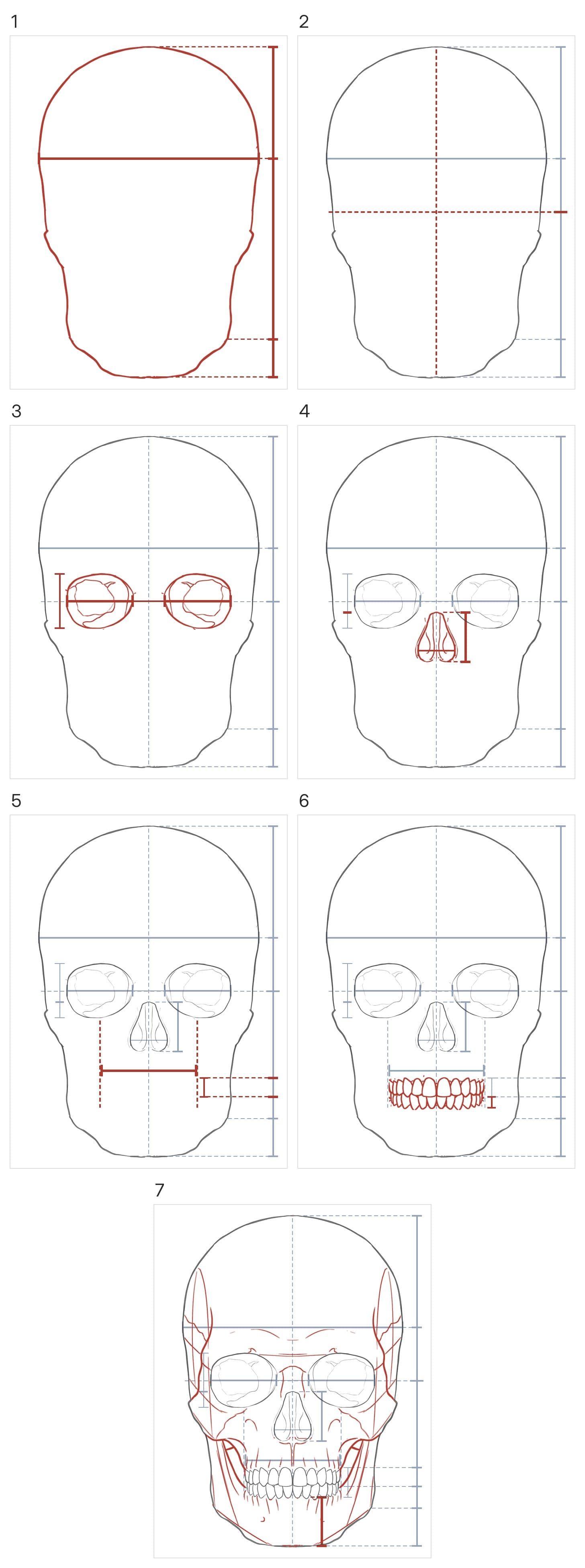 Seven panels building the skull from the front: the outline with its height and widest width, the center line and halfway line, both eye sockets with the bone between them, the nose opening, where the teeth go, the teeth, then the jaw under the teeth measured against the nose opening, the cheekbones, the jaws and the brow