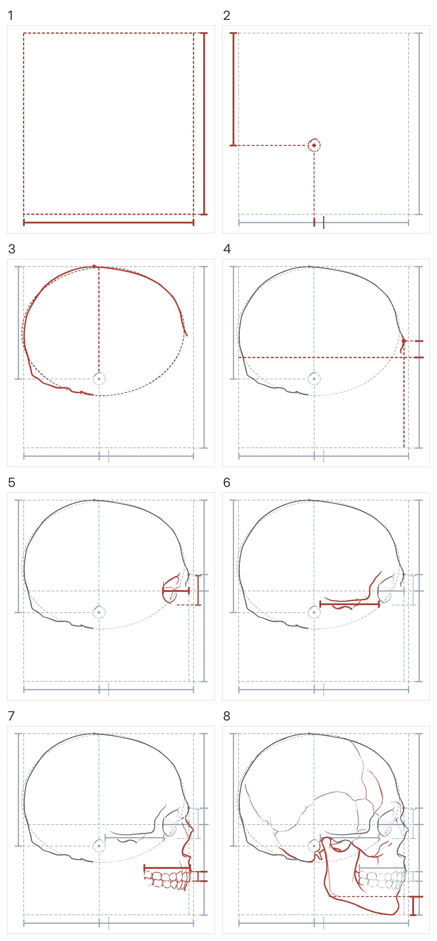 Eight panels building the skull from the side: the box with its height and depth, the ear hole, the cranium, the brow with the front line and halfway line, the eye socket, the cheekbone bar, the nose and teeth, then the jaw and the seams