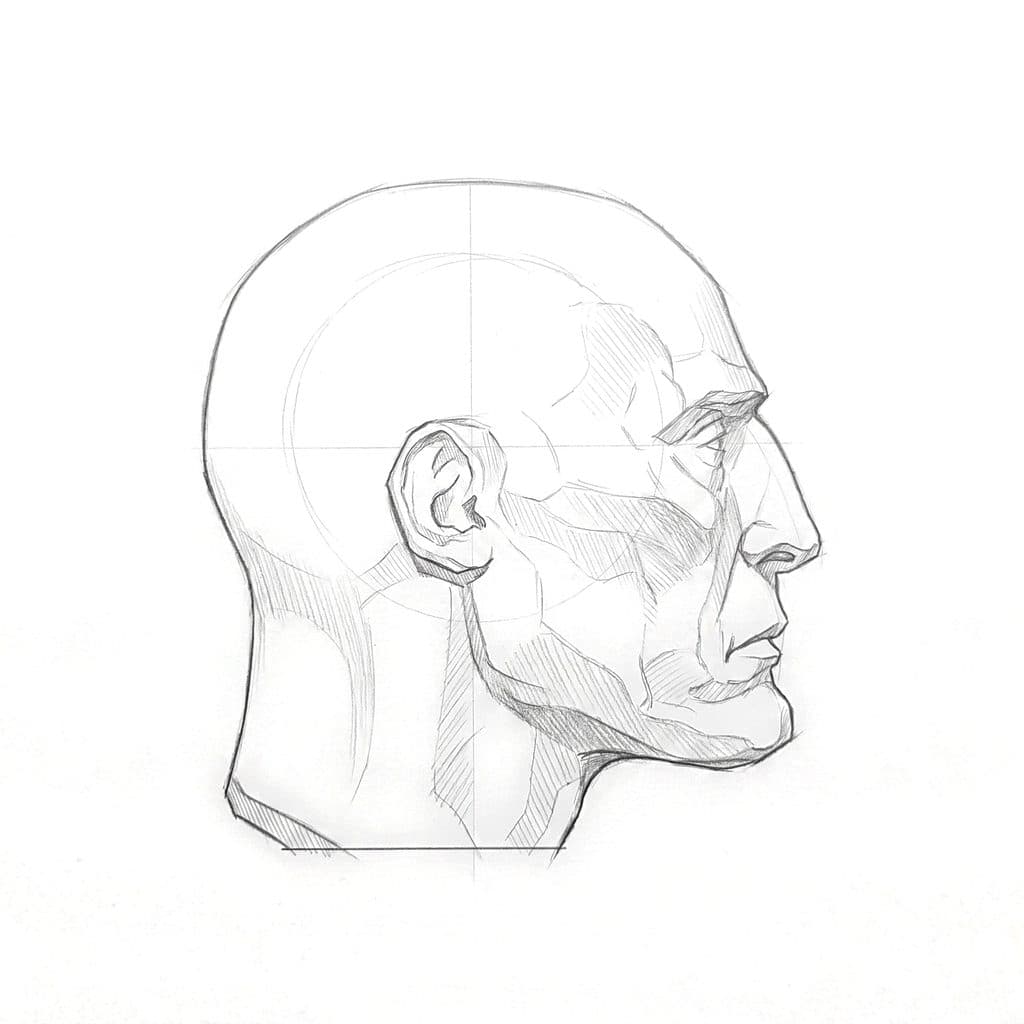 Pencil drawing of a lean, older bald head in profile, with a thick neck and a short turn under the back of the skull