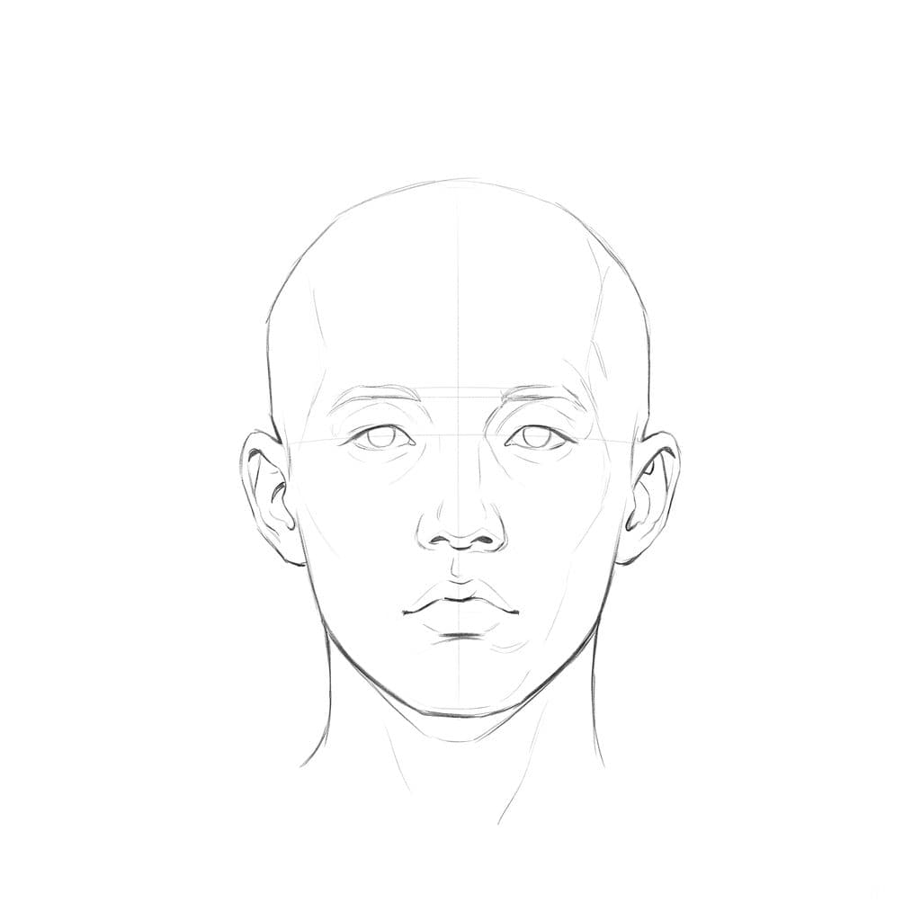 Line drawing of a young bald head from the front, with eyes set well apart, a nose about as wide as the gap between them and a short mouth whose corners stop inside the irises