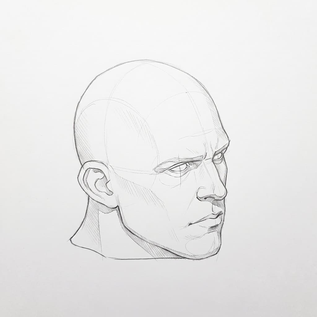 Pencil drawing of a heavy-jawed head at a three-quarter turn, seen from above, with the cranium filling the top of the drawing