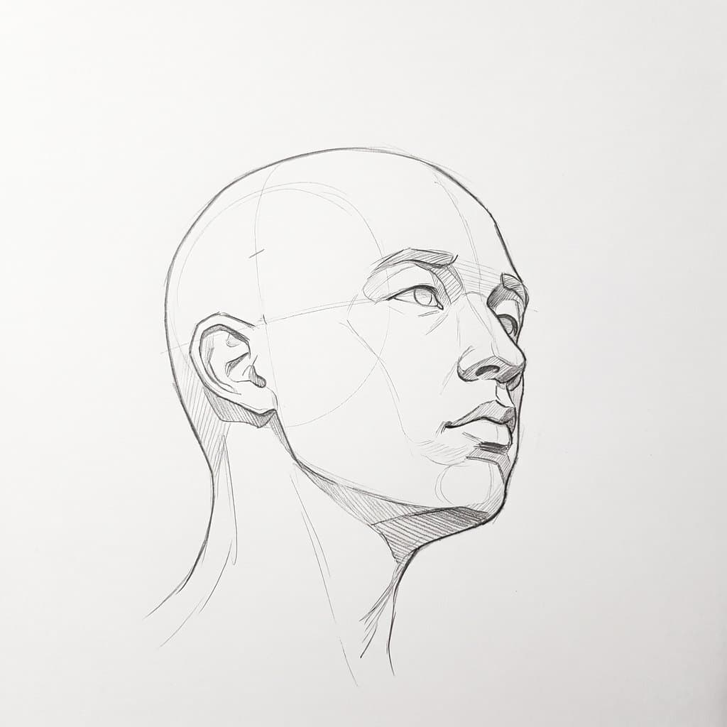 Pencil drawing of a bald head turned 45 degrees, seen from below, with the underside of the jaw cross-hatched