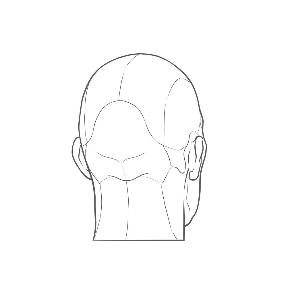 Head rotation reference, Hard plane, 157.5 degrees near-back view, line drawing