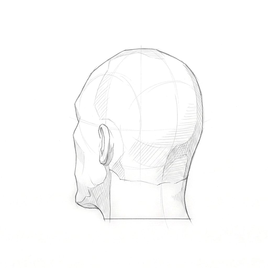 Head rotation reference, Hard plane, 225 degrees rear three-quarter, tonal drawing