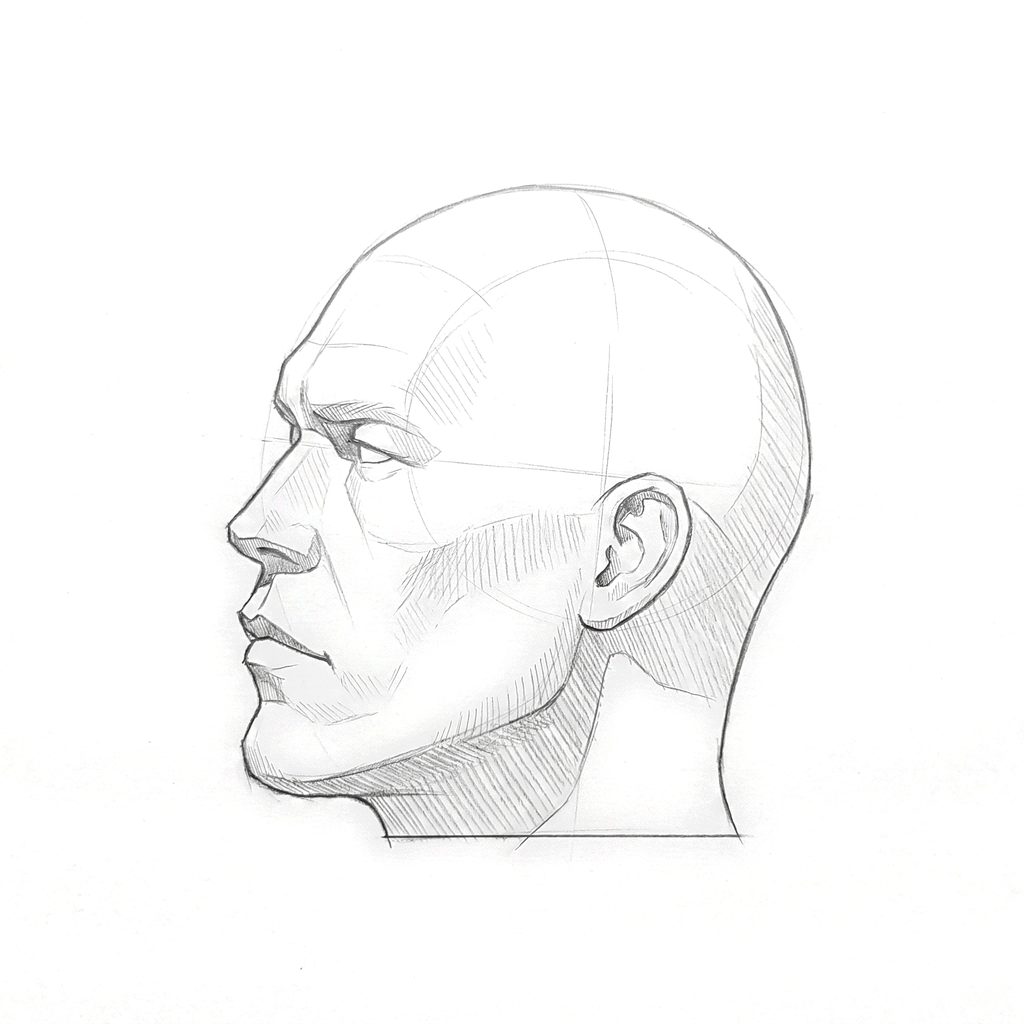 Head rotation reference, Hard plane, 292.5 degrees near-profile view, tonal drawing
