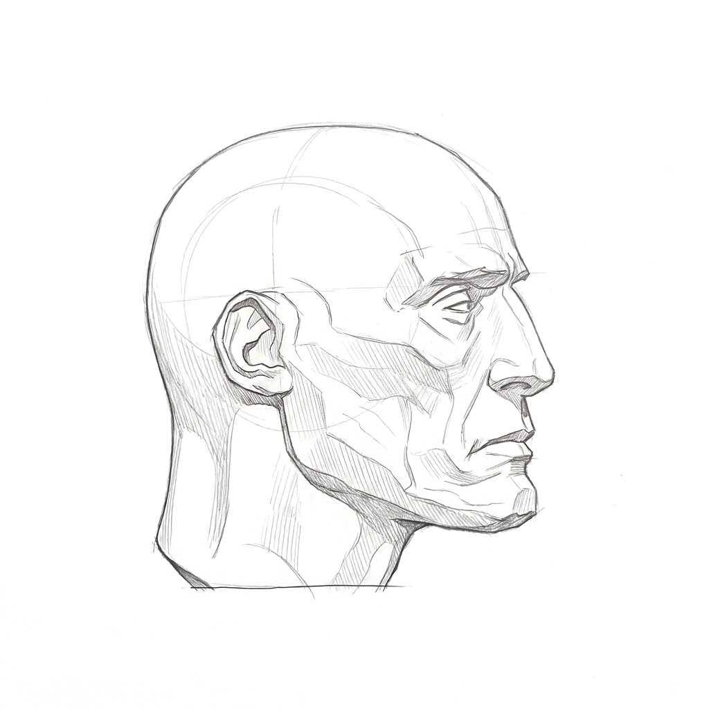 Head rotation reference, Gaunt planes, 67.5 degrees near-profile view, tonal drawing
