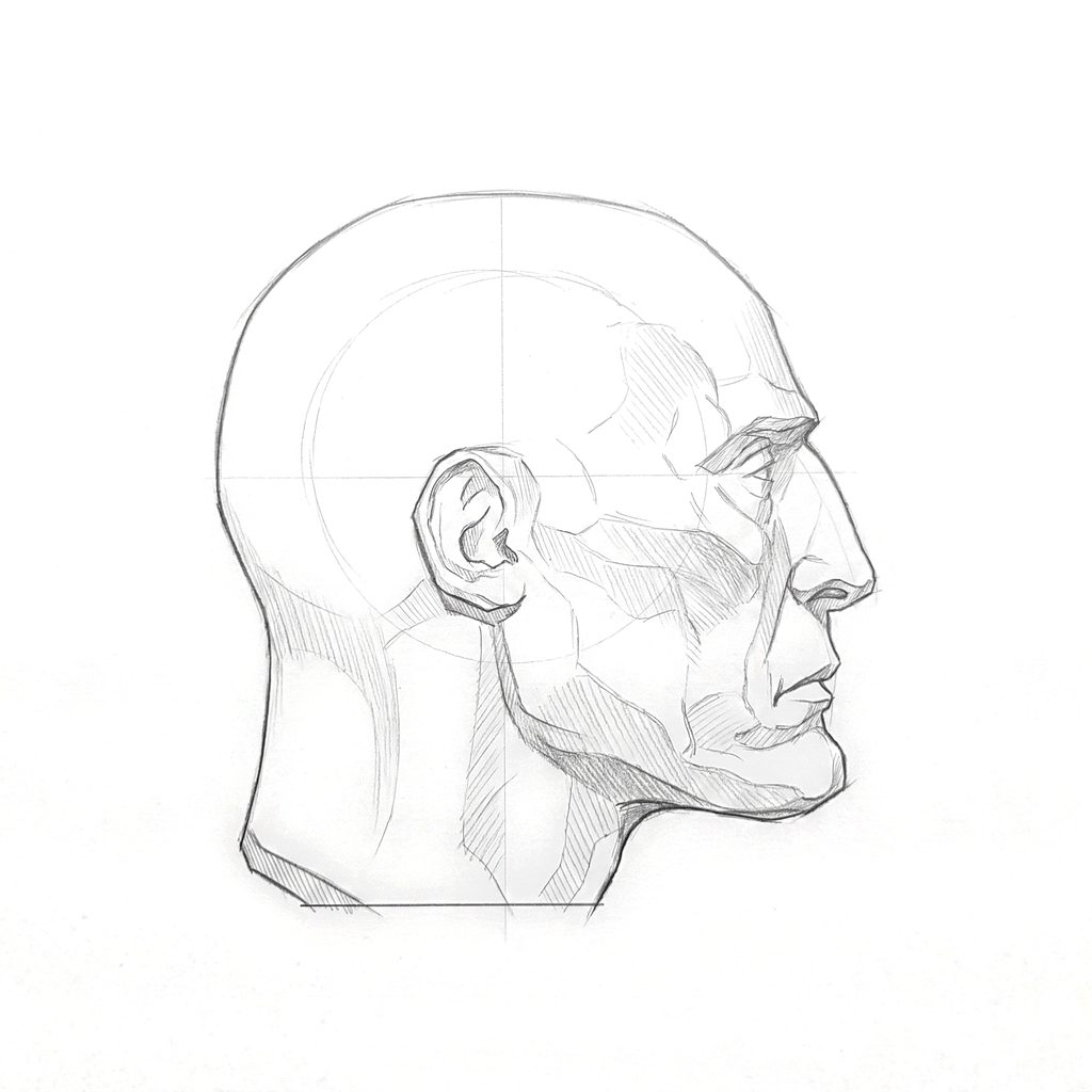 Head rotation reference, Gaunt planes, 90 degrees profile, tonal drawing