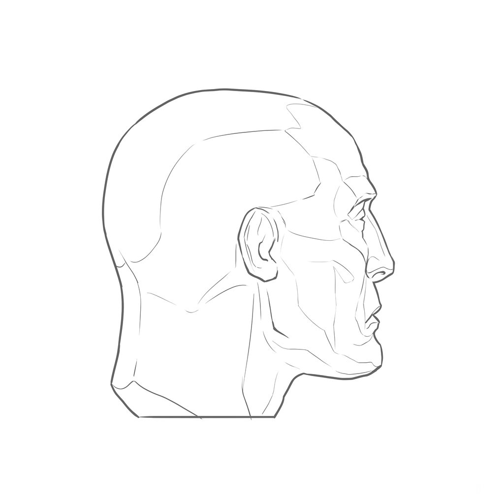 Head rotation reference, Gaunt planes, 112.5 degrees just behind profile, line drawing