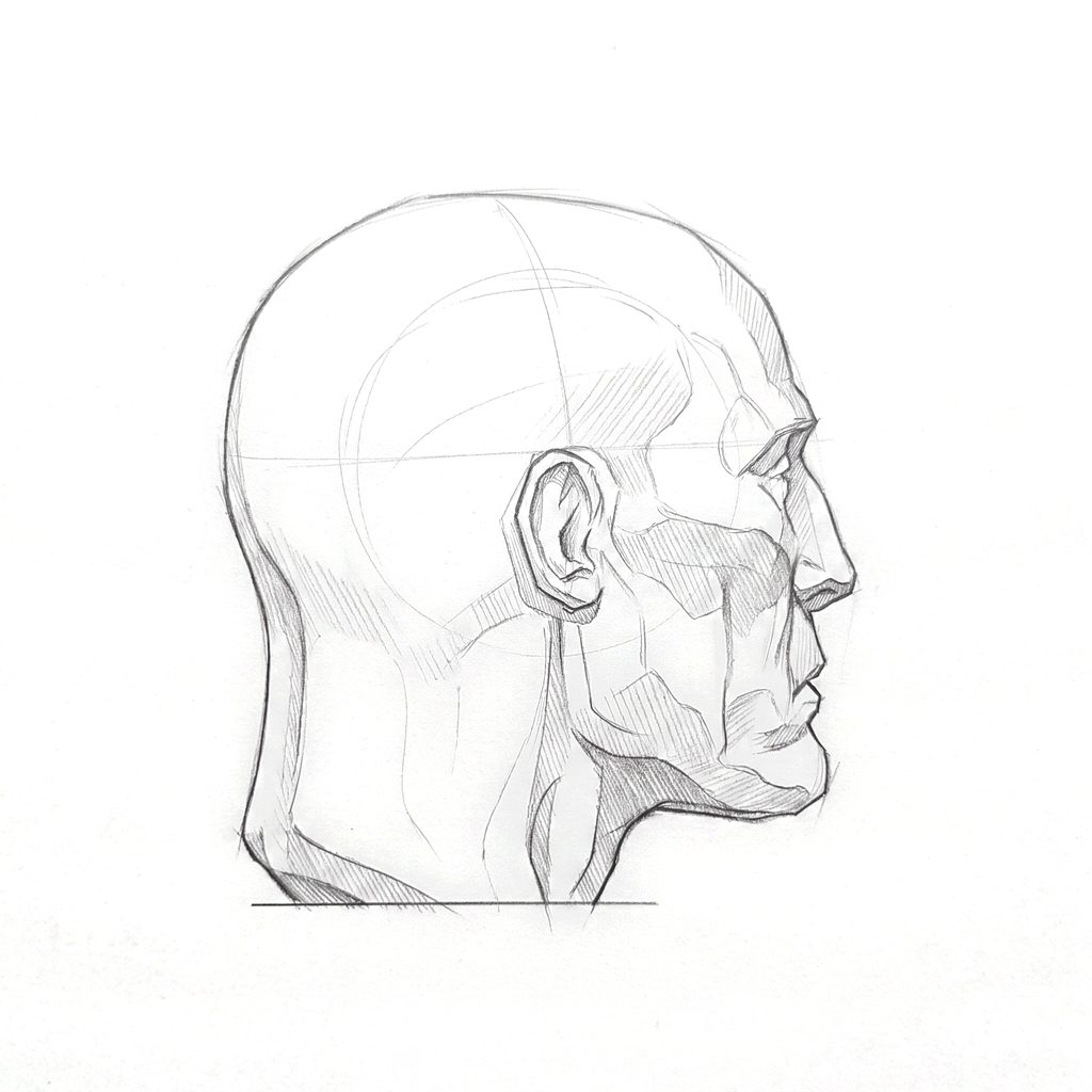Head rotation reference, Gaunt planes, 112.5 degrees just behind profile, tonal drawing