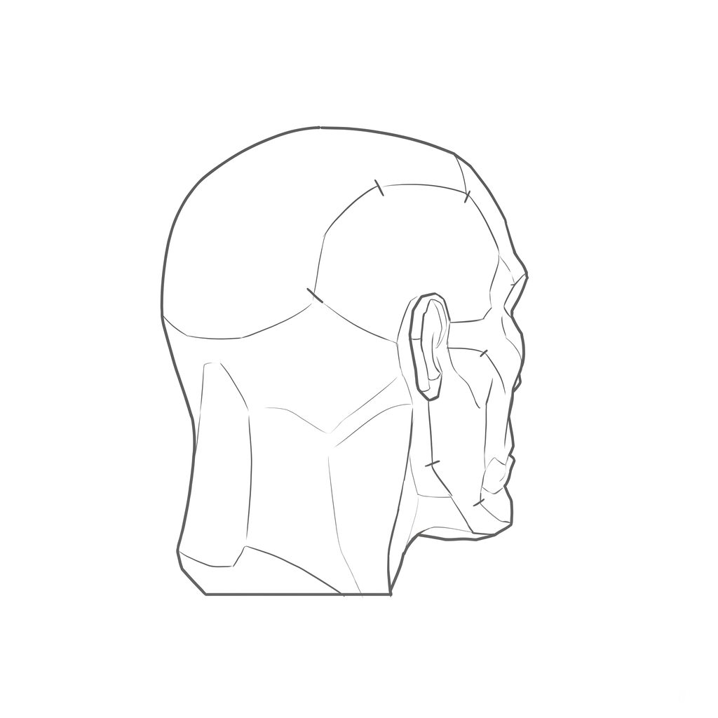 Head rotation reference, Gaunt planes, 135 degrees rear three-quarter, line drawing