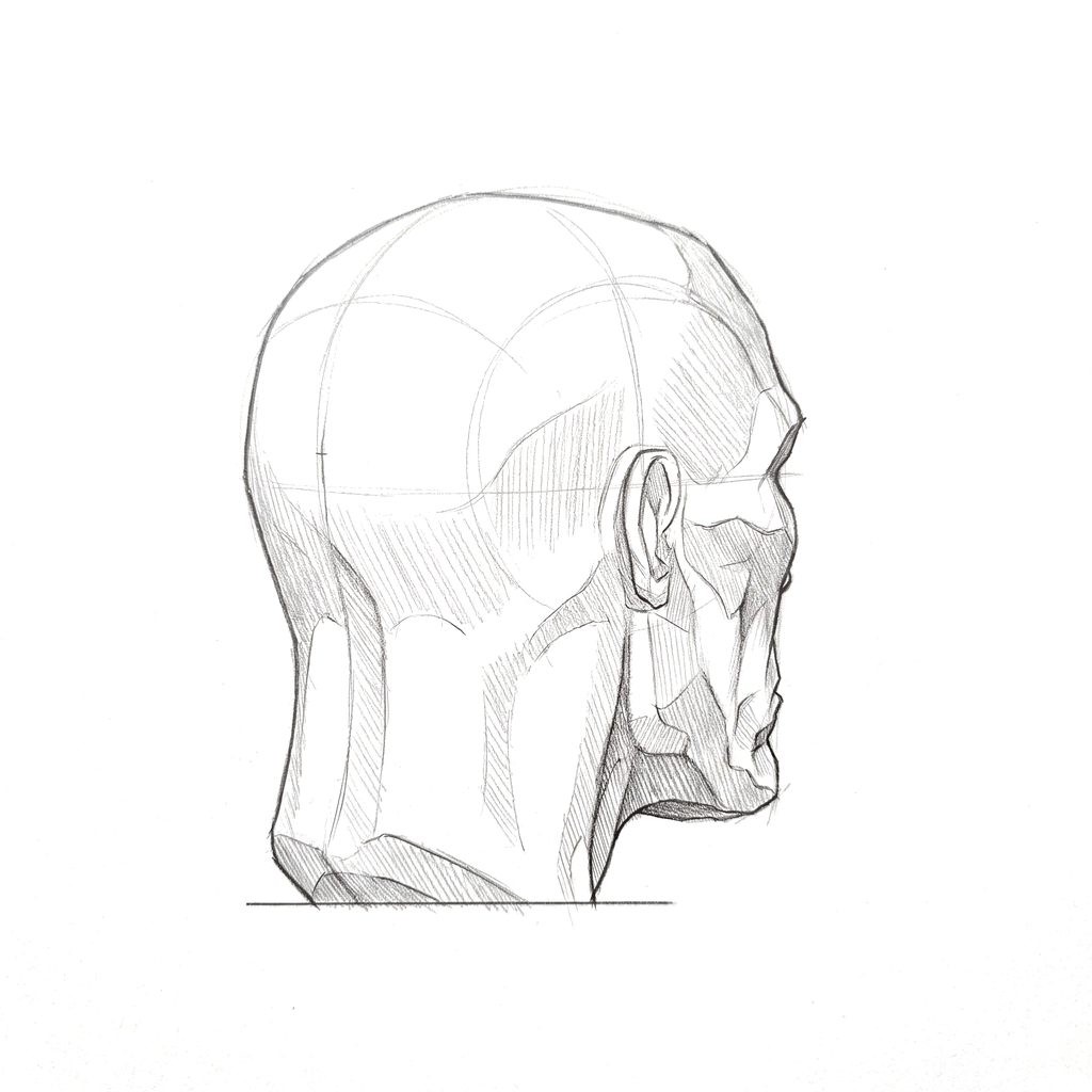 Head rotation reference, Gaunt planes, 135 degrees rear three-quarter, tonal drawing