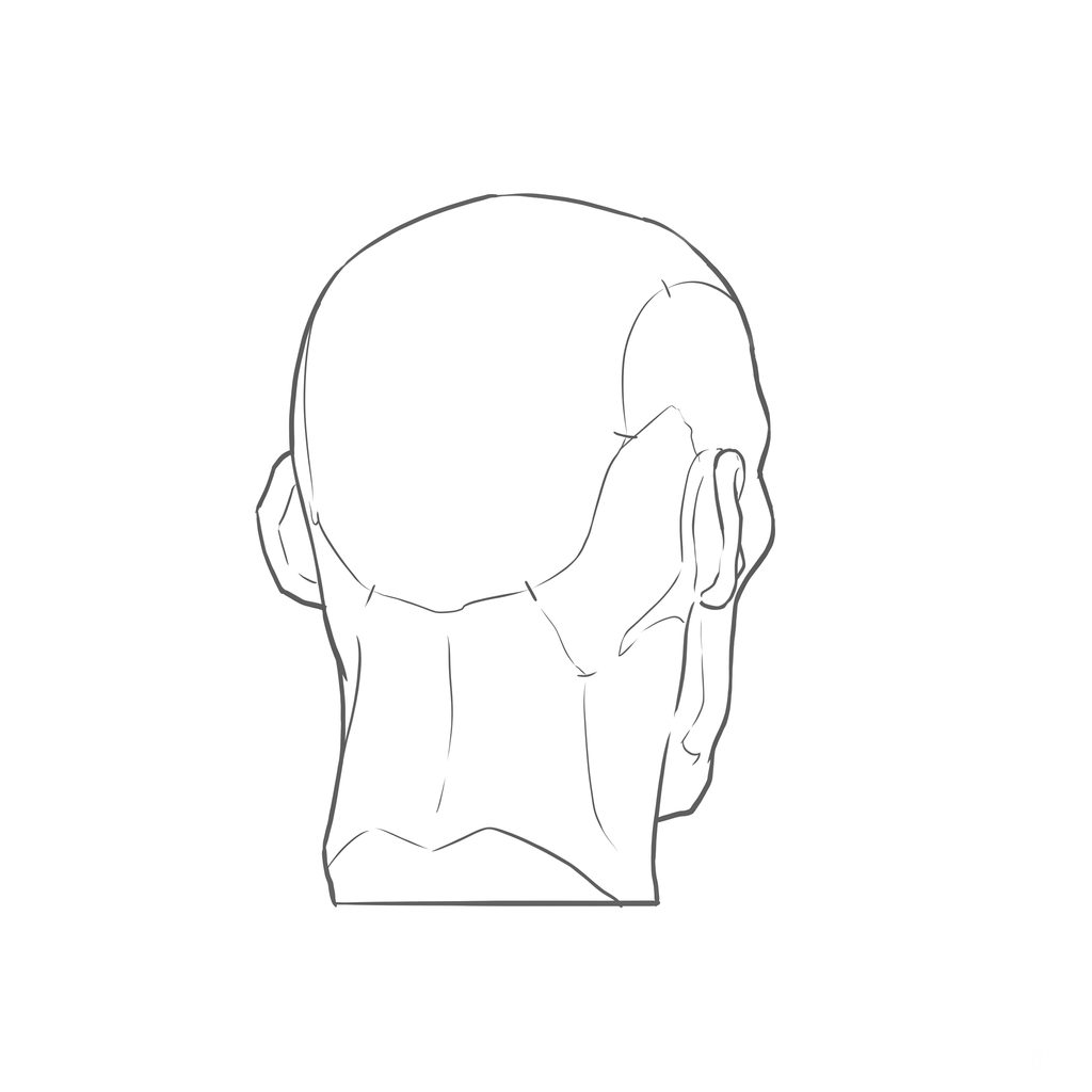 Head rotation reference, Gaunt planes, 157.5 degrees near-back view, line drawing