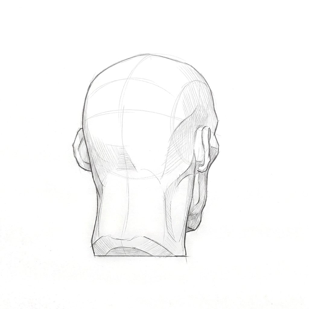 Head rotation reference, Gaunt planes, 157.5 degrees near-back view, tonal drawing