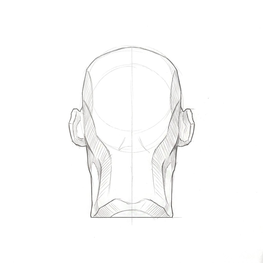 Head rotation reference, Gaunt planes, 180 degrees back view, tonal drawing