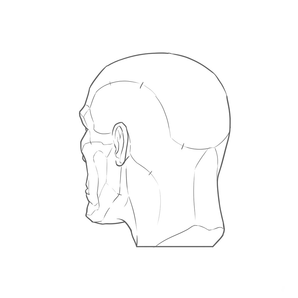 Head rotation reference, Gaunt planes, 225 degrees rear three-quarter, line drawing