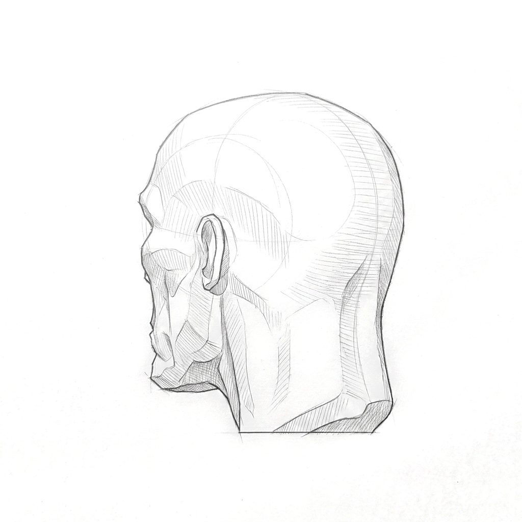 Head rotation reference, Gaunt planes, 225 degrees rear three-quarter, tonal drawing