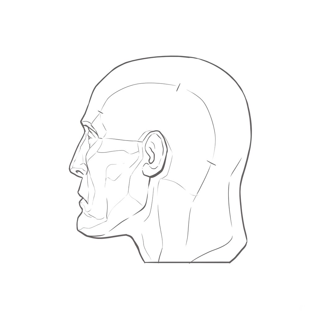 Head rotation reference, Gaunt planes, 247.5 degrees just behind profile, line drawing