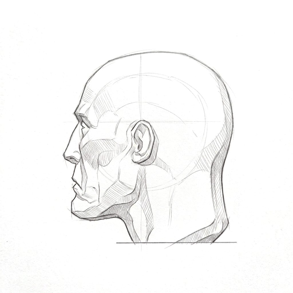 Head rotation reference, Gaunt planes, 247.5 degrees just behind profile, tonal drawing
