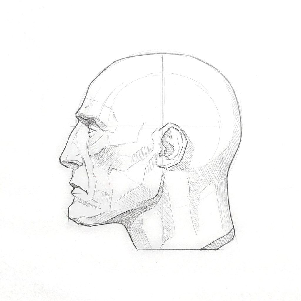 Head rotation reference, Gaunt planes, 270 degrees profile, tonal drawing