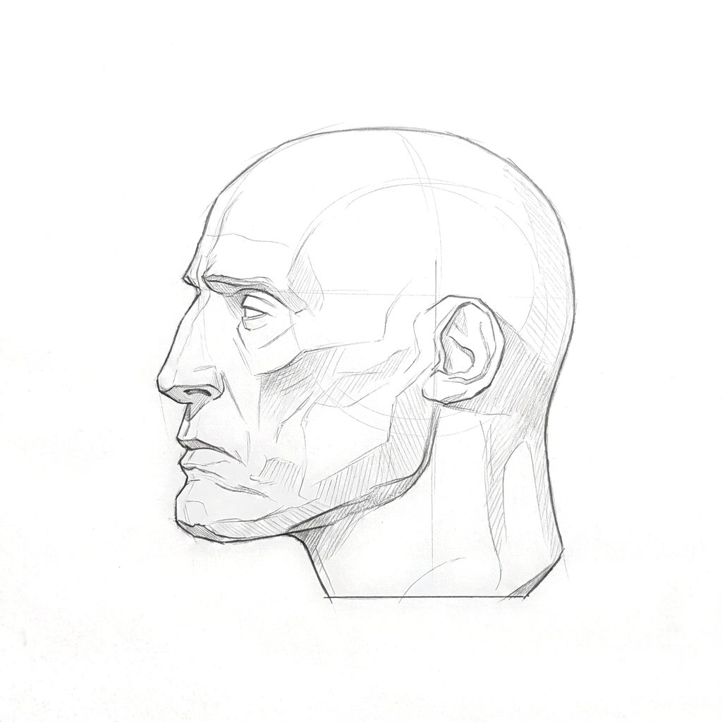 Head rotation reference, Gaunt planes, 292.5 degrees near-profile view, tonal drawing