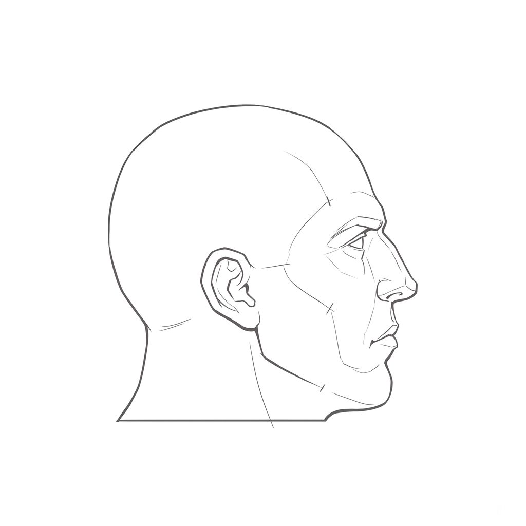 Head rotation reference, Heavy jaw, 90 degrees profile, line drawing
