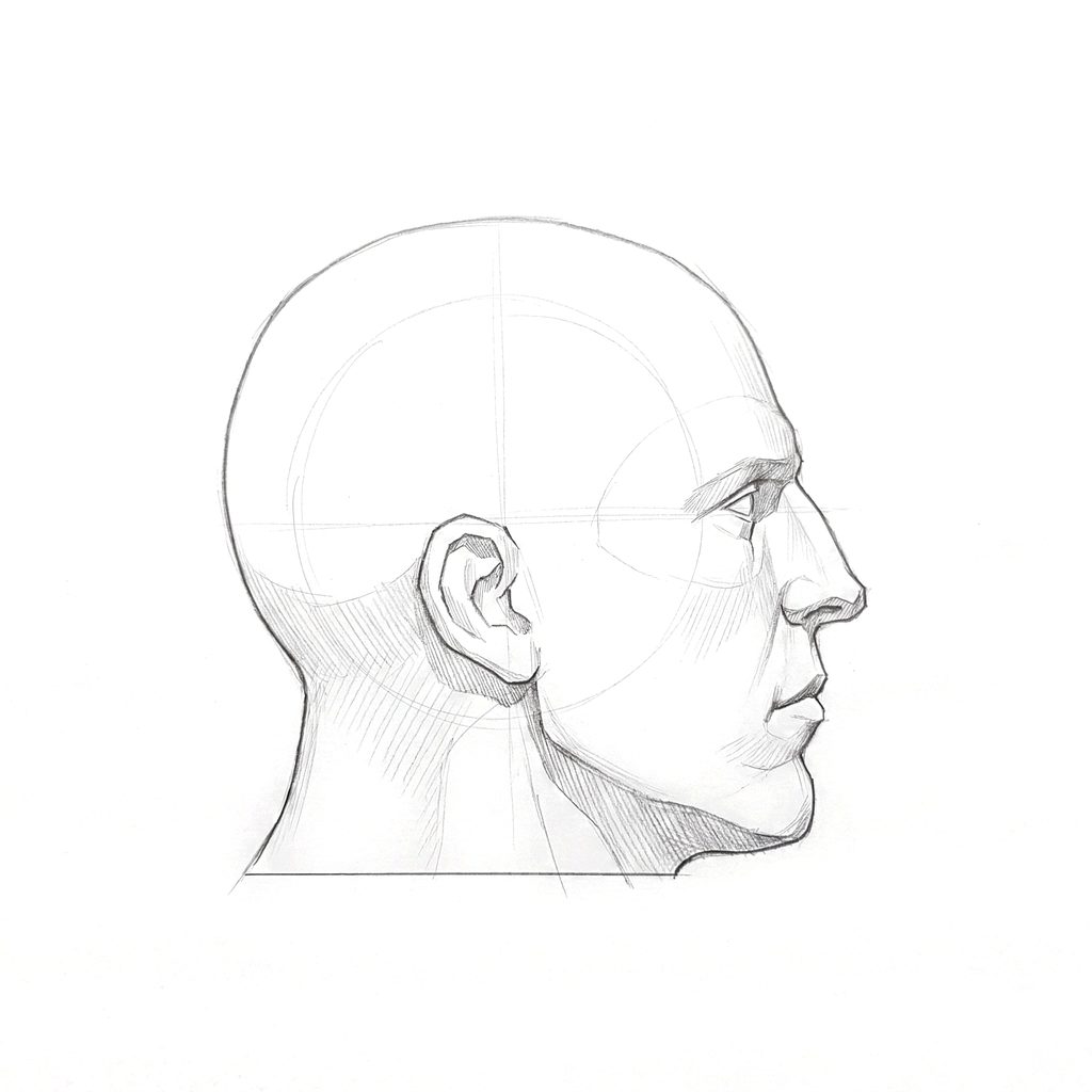 Head rotation reference, Heavy jaw, 90 degrees profile, tonal drawing