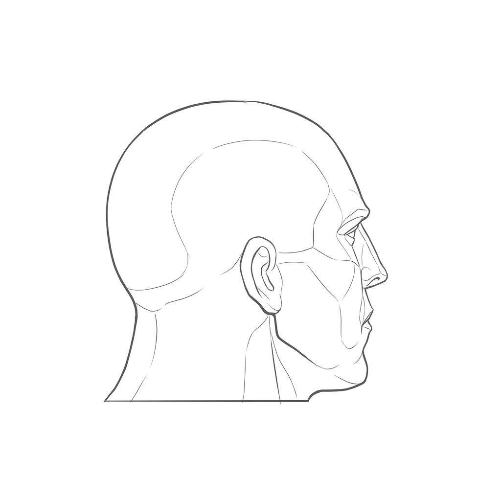 Head rotation reference, Heavy jaw, 112.5 degrees just behind profile, line drawing