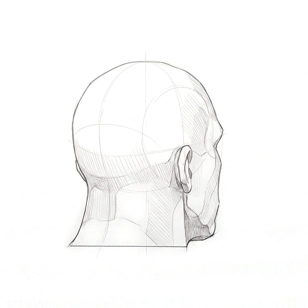 Head rotation reference, Heavy jaw, 135 degrees rear three-quarter, tonal drawing