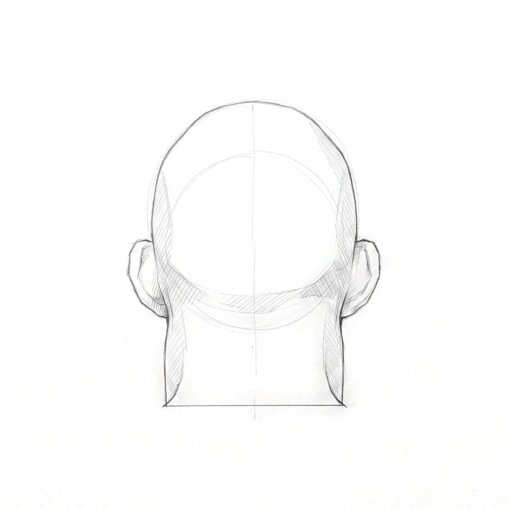 Head rotation reference, Heavy jaw, 180 degrees back view, tonal drawing