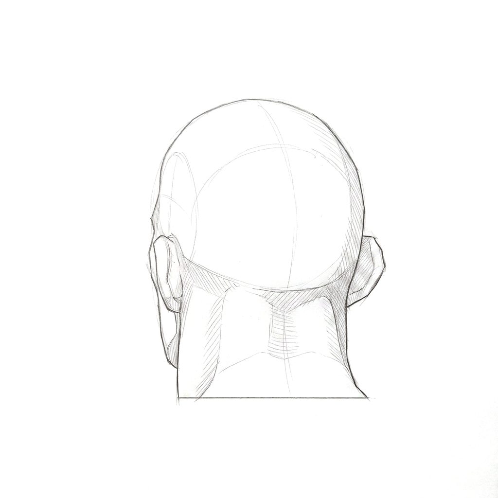 Head rotation reference, Heavy jaw, 202.5 degrees near-back view, tonal drawing