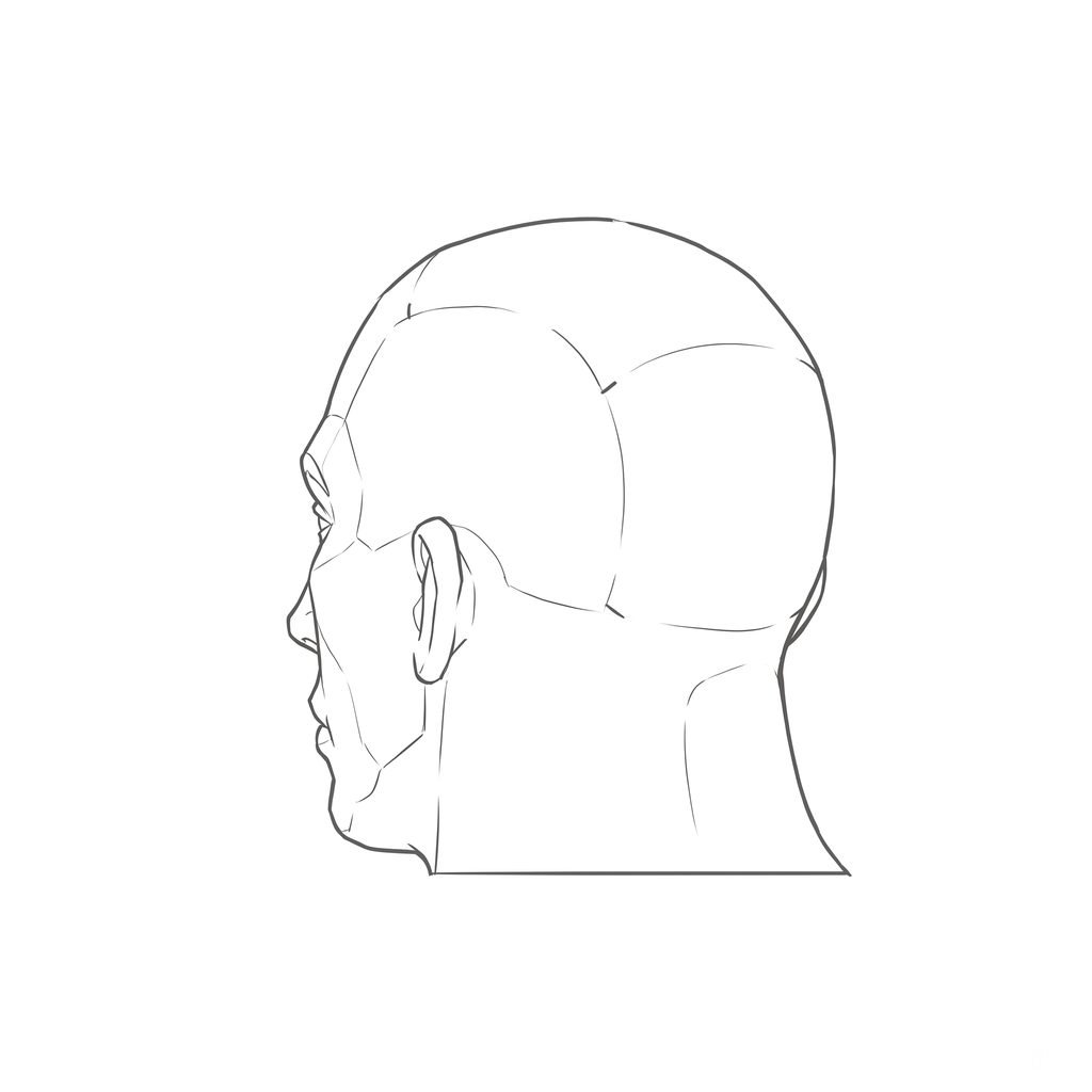 Head rotation reference, Heavy jaw, 225 degrees rear three-quarter, line drawing