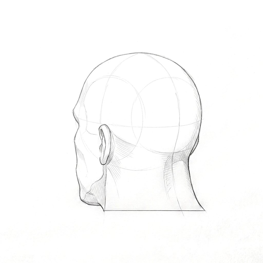 Head rotation reference, Heavy jaw, 225 degrees rear three-quarter, tonal drawing
