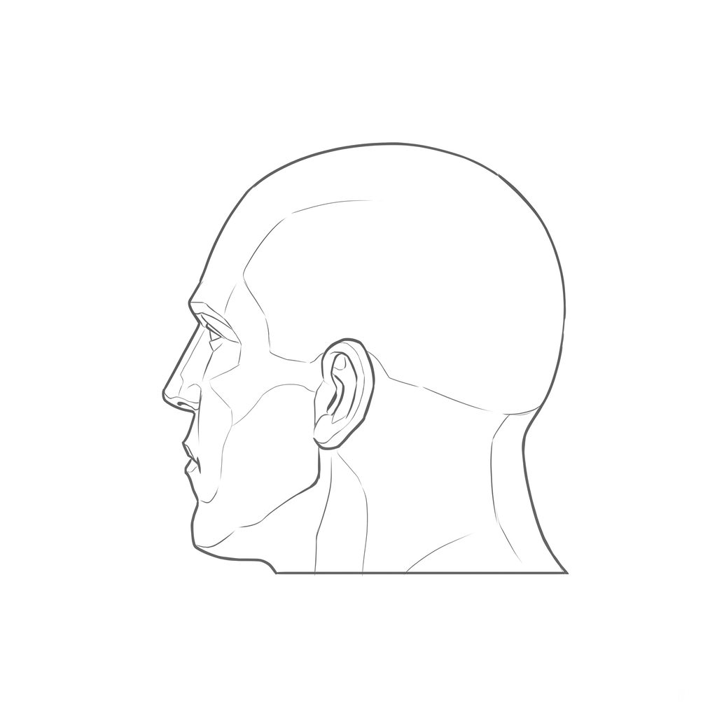 Head rotation reference, Heavy jaw, 247.5 degrees just behind profile, line drawing
