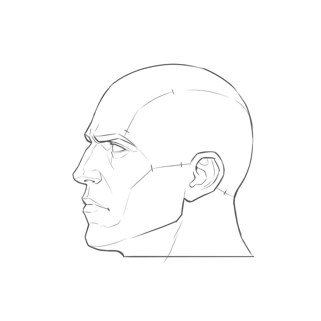 Head rotation reference, Heavy jaw, 292.5 degrees near-profile view, line drawing