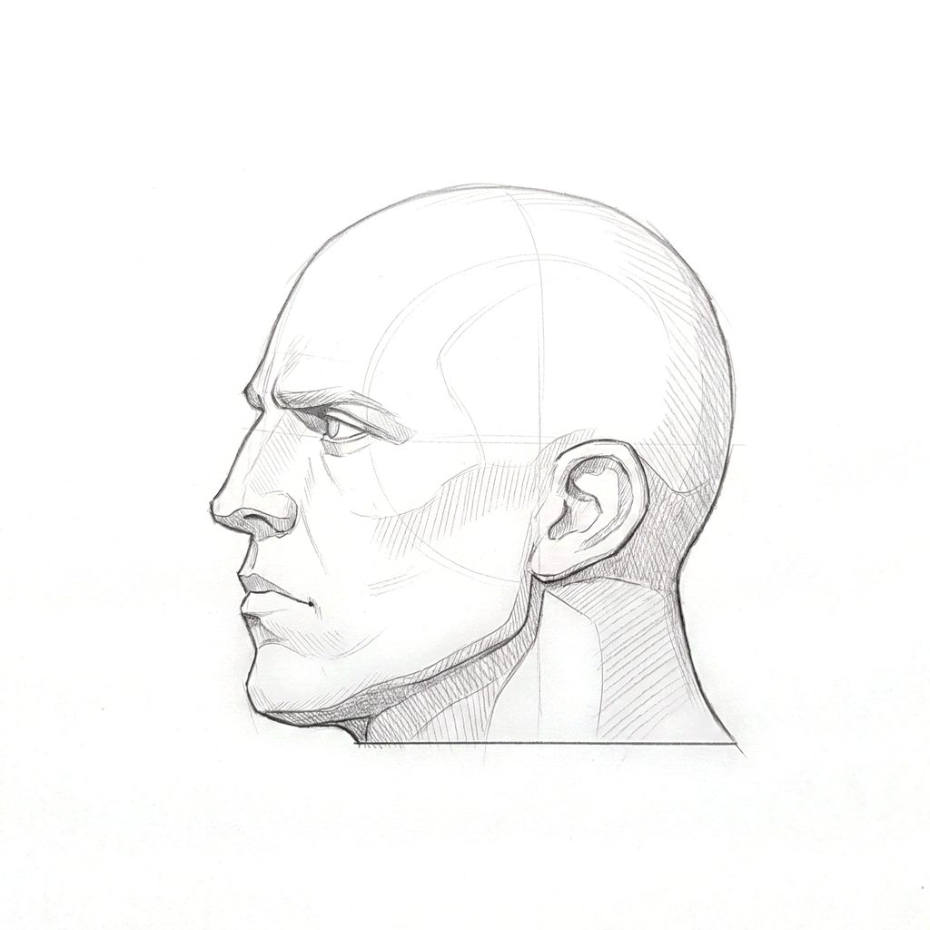 Head rotation reference, Heavy jaw, 292.5 degrees near-profile view, tonal drawing