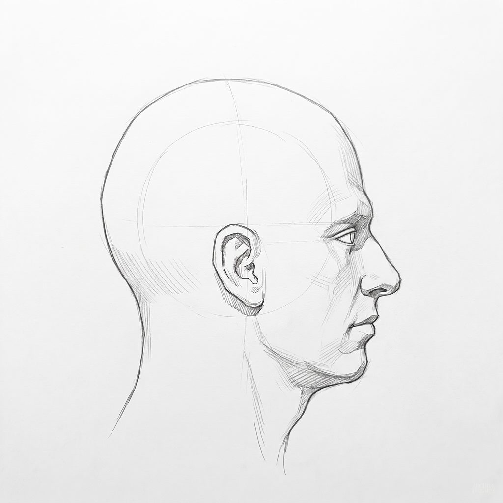Head rotation reference, Square jaw, 90 degrees profile, tonal drawing