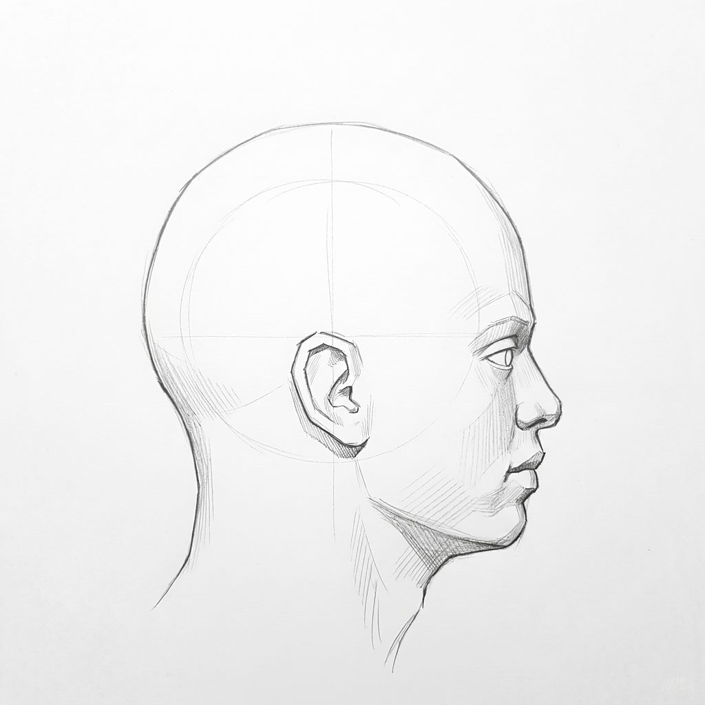 Head rotation reference, High cheekbones, 90 degrees profile, tonal drawing