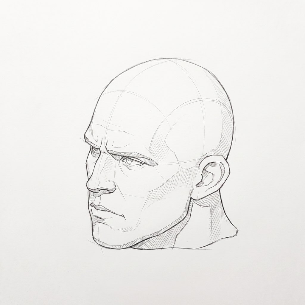 Head from above reference, heavy jaw, 315 degrees three-quarter view, seen from 20 degrees above, tonal drawing