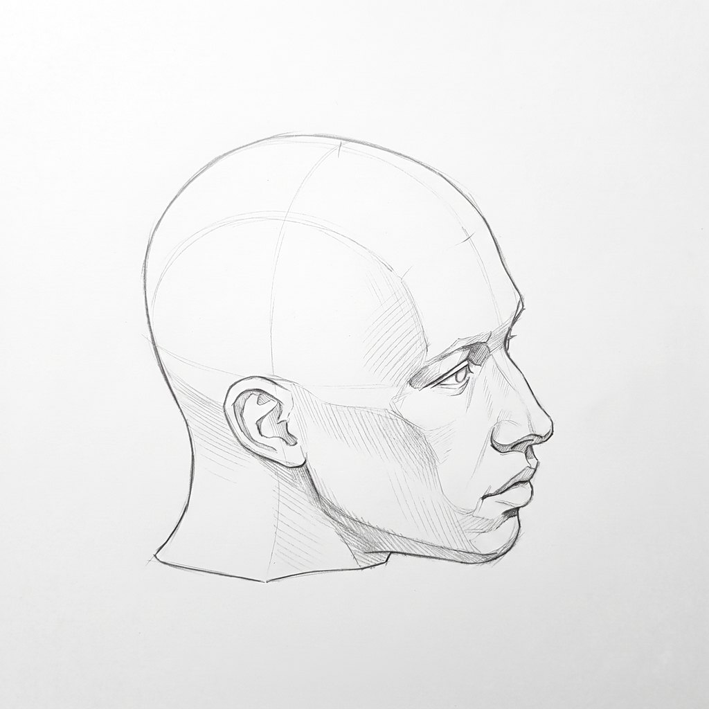 Head from above reference, minimal head, 67.5 degrees near profile, seen from 20 degrees above, tonal drawing