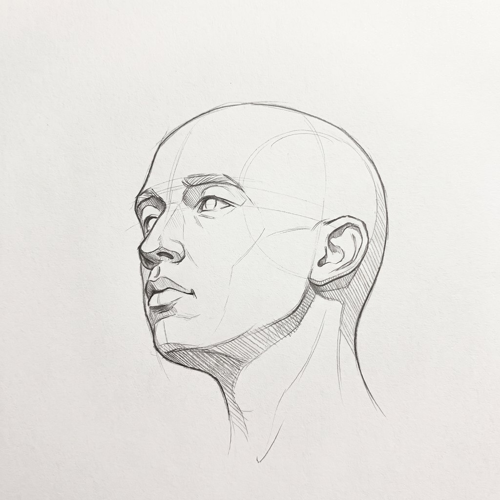 Head from below reference, minimal head, 315 degrees three-quarter view, seen from 20 degrees below, tonal drawing